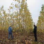 Poplar at Headley Hall