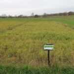 Reed Canary Grass at Cockle Park Farm, Nov. 2024