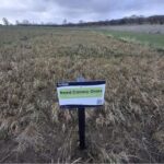 Reed Canary Grass at Cockle Park Farm