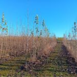 SRC Poplar at Headley Hall