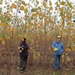 SRC Poplar at Headley Hall