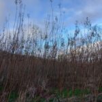 SRC Willow at Boghall