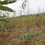 SRC Willow Variety Trial at Boghall
