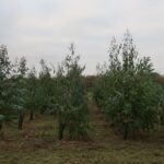 SRF Eucalyptus at Headley Hall, Nov. 2024