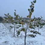 SRF Poplar at Chesham