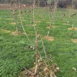 SRF Poplar at North Wyke