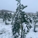 Snow on Eucalyptus at Chesham