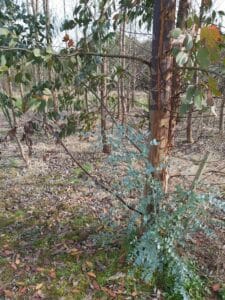 Sprouting