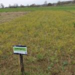 Switchgrass