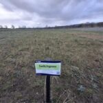 Switchgrass at Cockle Park Farm