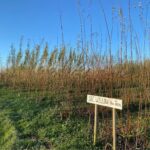 Willow Variety Trial at Hillsborough