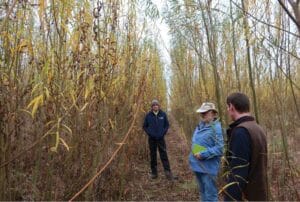 Willow plot at Headley Hall