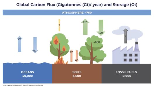 Global Carbon Flux