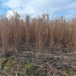 Miscanthus leaf drop at Headley Hall