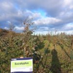 Eucalyptus at North Wyke, Jan 2025