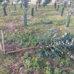 Storm damage to Eucalyptus at Boghall, Jan 2025