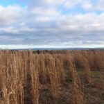 Miscanthus variety trial 2023 at Boghall, Jan 2025