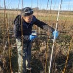 Willow Phenotyping at Cockle Park Farm