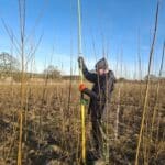 Willow Phenotyping at Cockle Park Farm