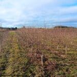 Alder at Headley Hall, Jan 2025