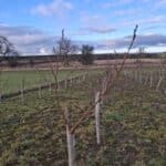Alder at Cockle Park Farm, Jan 2025