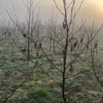 Alder at Chesham, Jan 2025