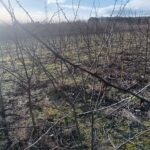 Black Locust Thorns