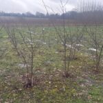 Waterlogged Black Locust at Chesham, Jan 2025