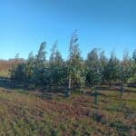 Eucalyptus at Headley Hall, Dec 2024