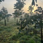 Eucalyptus at Hillsborough, Jan 2025