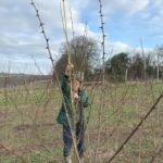 Phenotyping Black Locust at North Wyke