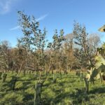 Eucalyptus at North Wyke, Jan 2025