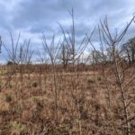 Black Locust in Ayrshire, Jan 2025
