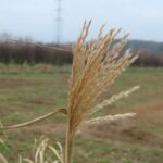 Miscanthus at Headley Hall