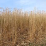 Miscanthus at Aberystwyth, Jan 2025