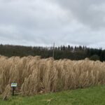 Miscanthus at Hillsborough, Jan 2025