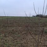 Italian Poplar at Cockle Park Farm