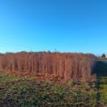 Miscanthus giganteus at Headley Hall, Dec 2024