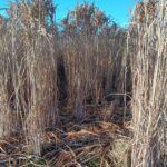 Miscanthus senesced at Headley Hall