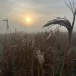 Miscanthus