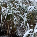 Miscanthus in the snow at Chesham.