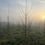 Poplar in morning frost at Chesham
