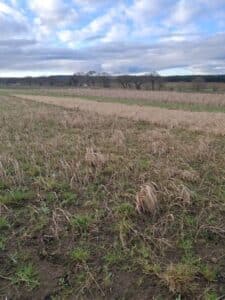 Switchgrass at Cockle Park Farm, Jan 2025