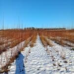 Willow variety trial at Headley Hall, Jan 2025