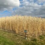 Miscanthus at Aberystwyth, Feb 2025