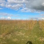 Willow at Aberystwyth, Feb 2025