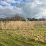 Miscanthus at Aberystwyth, Feb 2025