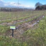 Alder at North Wyke, February 2025