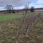Alder at Cockle Park Farm