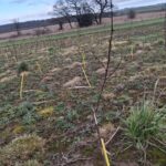 Black Locust at Cockle Park Farm, Feb 2025